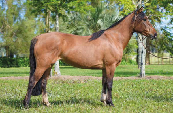 Lote El Gavilán Nicotina (RP 452) Cabaña "El Gavilán"