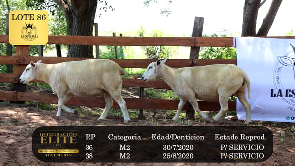 Lote LOTE 86
