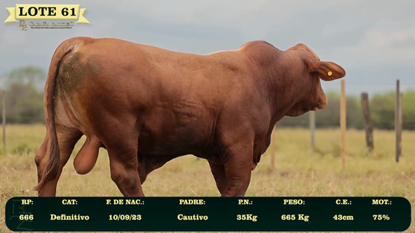 Lote LOTE 61