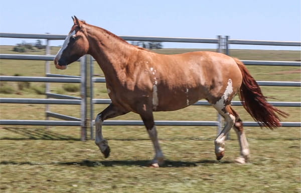 Lote PORA HABICHUELA