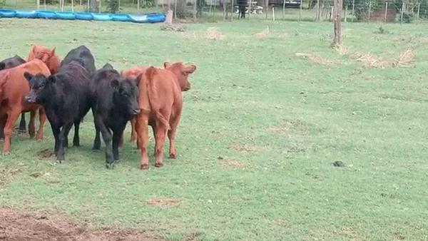 Lote 17 Terneras en Buenos Aires, Pehuajó