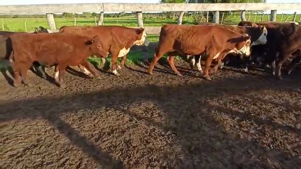 Lote 60 Novillitos en Entre Ríos, San Salvador