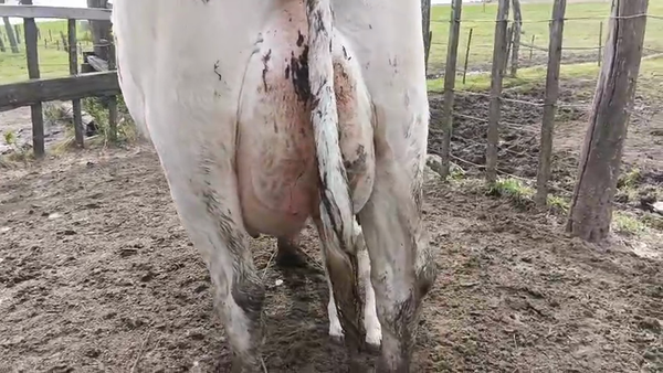 Lote 2 Vaca 550kg - , San José