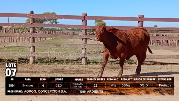 Lote Brangus