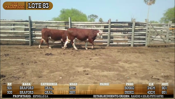 Lote LOTE 83- POR PANTALLA