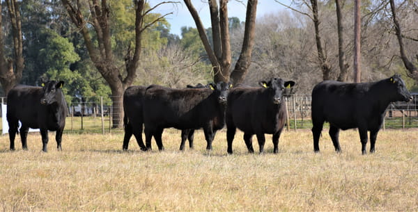 Lote "Cabaña ""Don Felix"" Vaquillonas PC"