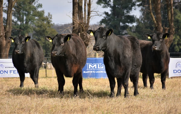 Lote "Cabaña ""Don Felix"" Vaquillonas PC"