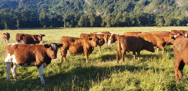 Lote 50 Novillo Engorda en Futrono, XIV Región Los Ríos
