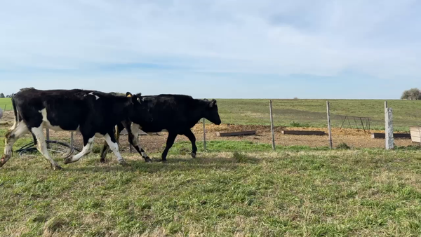 Lote NOVILLOS 1 a 2 AÑOS