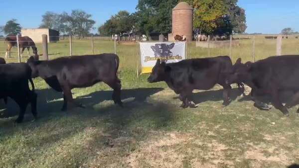 Lote 20 Vaquillonas P/ entorar en Gral. Paz, Buenos Aires