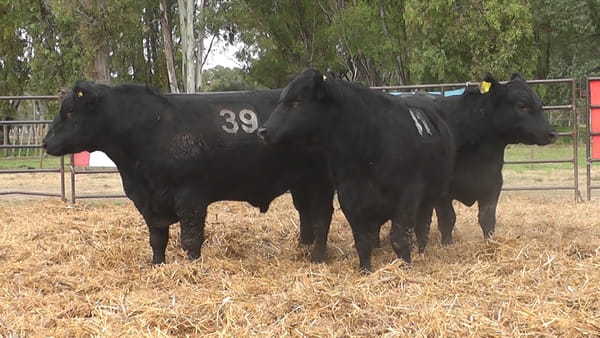 Lote TOROS ANGUS NEGROS PC