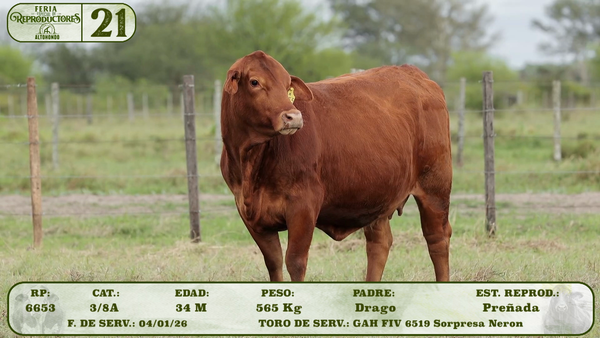 Lote LOTE 21