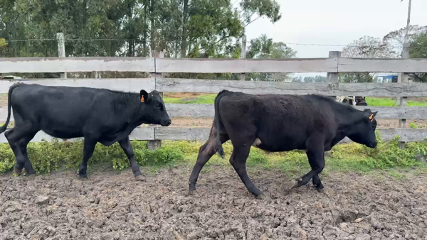 Lote NOVILLOS 1 a 2 AÑOS