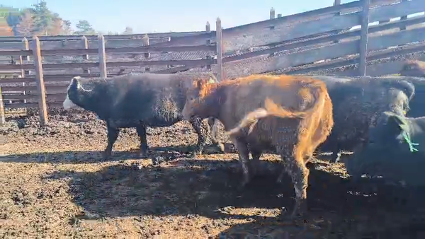 Lote 20 Vaquilla Gorda en Los Ángeles, VIII Región Biobío