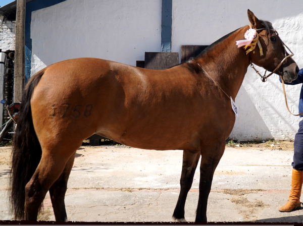 Lote CRIOLLOS EXPO INTERNACIONAL 2022 RP 1758 - LOTE 19