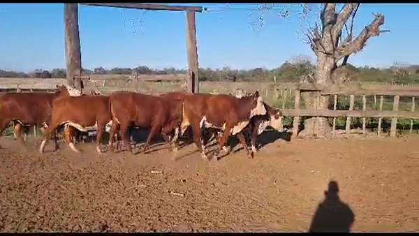 Lote VAQUILLONAS PREÑADAS