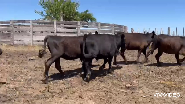 Lote 70 Terneros/as en Verónica, Buenos Aires