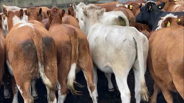 Lote 63 Vaquilla Engorda en Puerto Octay, X Región Los Lagos