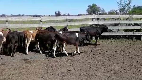 Lote (Vendido)10 Terneros Holando HOLANDO 155kg -  en COLONIA AMERICA