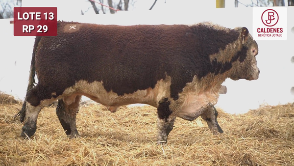 Lote Toro PR