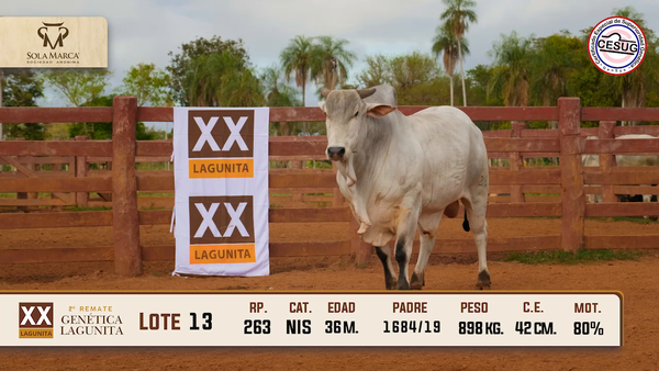 Lote Lote 13