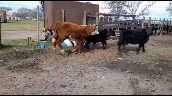 Lote 22 Terneros/as Aberdeen Angus en Gdor. Crespo, Santa Fe