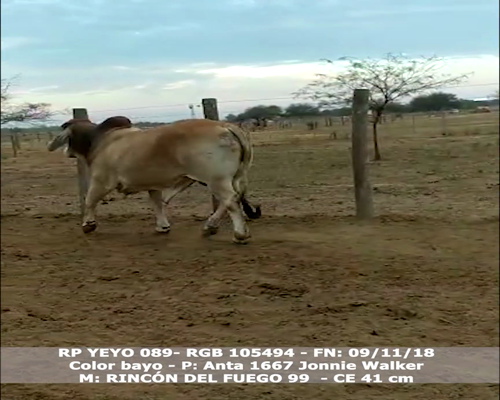 Lote YEYO 089