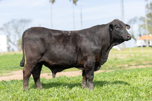 Lote Jacaranda - 7 - Toros