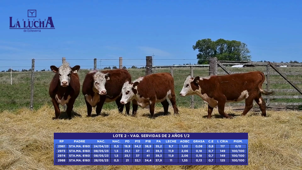 Lote VAQ. SERVIDAS DE 2 AÑOS 1/2