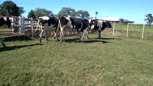 Lote Vaquillonas Preñadas - Del Pintado