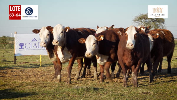 Lote LOTE 63/64 - VAQUILLAS BRAFORD GENERALES - S. COLECTIVO