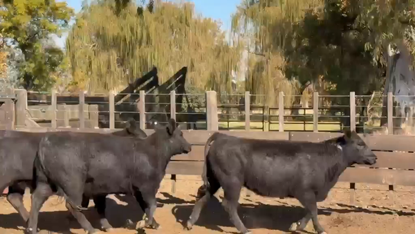 Lote Vaquillonas Val p servicio - San Ignacio de Vaccaro