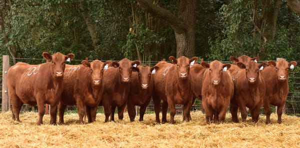 Lote VAQUILLONAS ANGUS PC OTOÑO