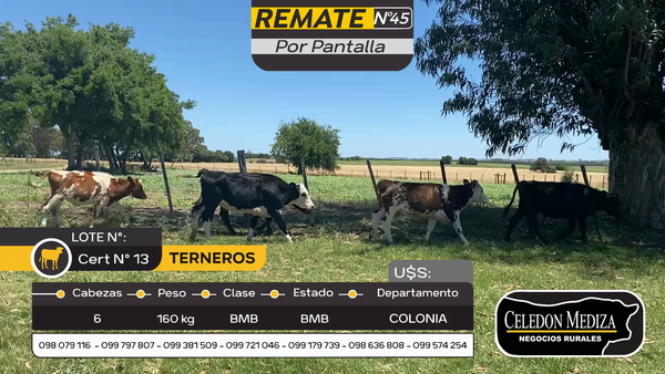 Lote 6 Terneros y Terneras en Otra Localidad, Colonia