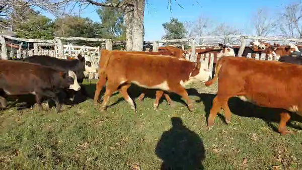 Lote 52 Terneros/as