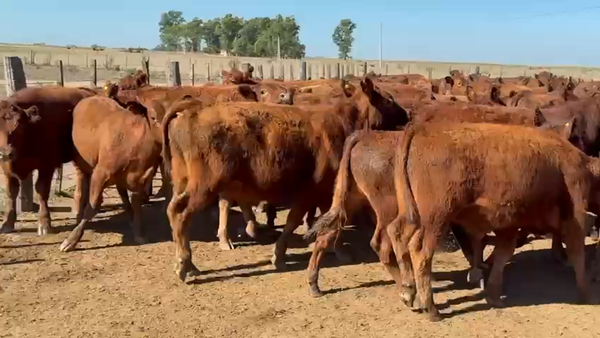 Lote 140 Terneros