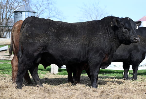 Lote TOROS PUROS DE PEDIGREE