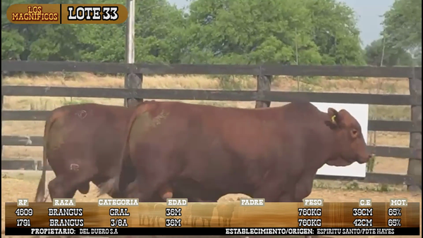 Lote LOTE 33- POR PANTALLA