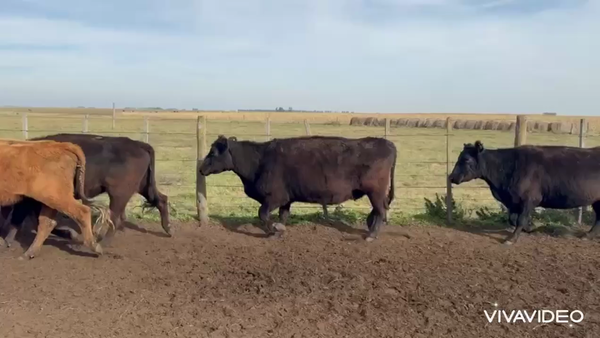 Lote 151 Vacas CUT preñadas