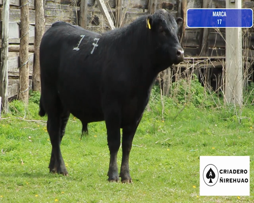 Lote 1 Toro en Coyhaique, XI Región Aysén