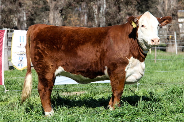 Lote Ternera PP