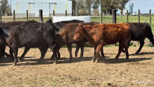 Lote 60 Terneros/as
