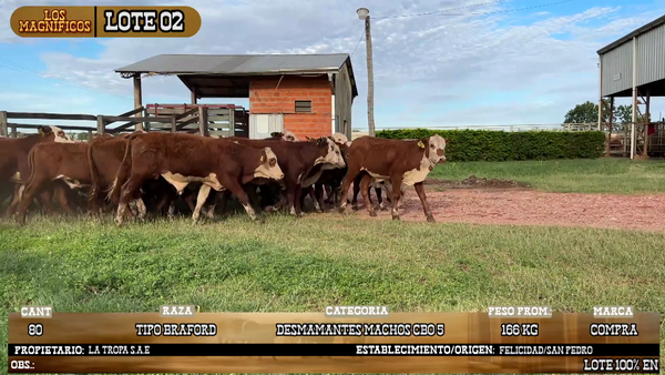 Lote LOTE 2