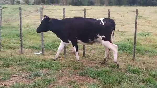 Lote Vaquillonas 1 a 2 años HOLANDO 380kg - , San José