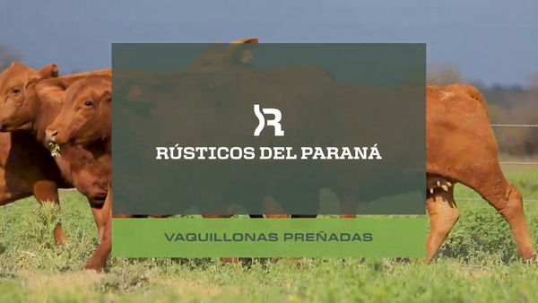Lote VAQUILLONAS PREÑADAS