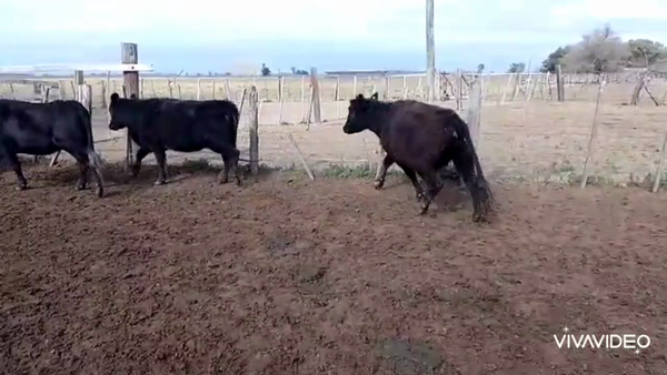 Lote 40 Vaquillonas preñadas en Cañuelas, Buenos Aires