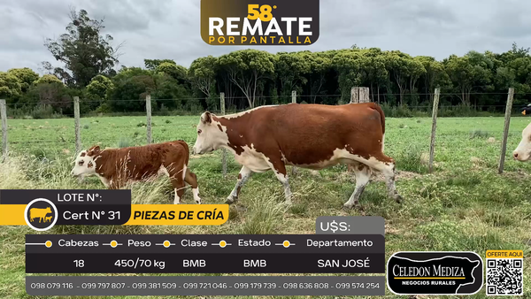 Lote 18 Piezas de cría en Juan Soler, San José