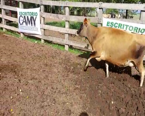 Lote Vaca YERSEY 450kg - , San José