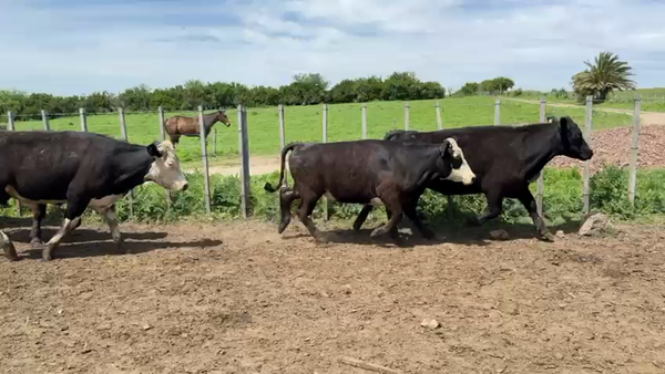 Lote NOVILLOS 1 a 2 AÑOS