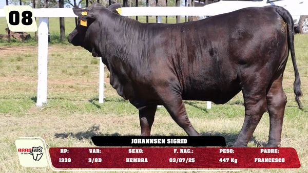 Lote LOTE 8 -JUNIOR